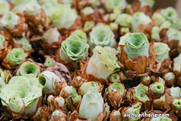 山地玫瑰休眠期怎么养