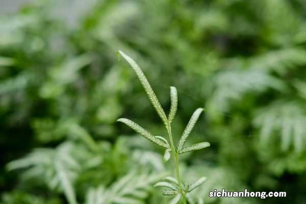 凤尾蕨有什么作用