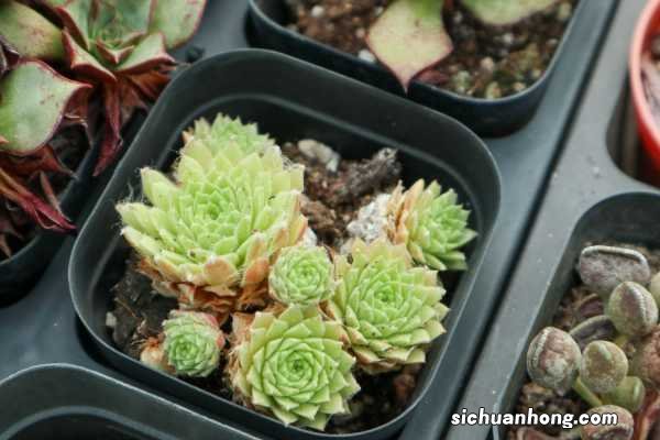 新买的肉肉如何种植,割下来的肉肉怎么种植