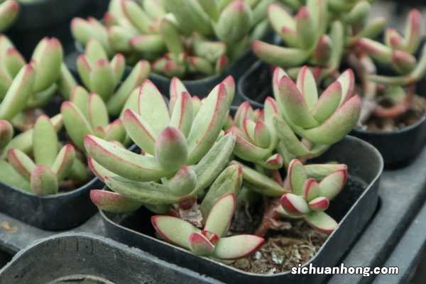 新买的肉肉如何种植,割下来的肉肉怎么种植