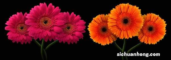 非洲菊的风水作用