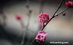 梅花怎么种植和养护，怎么繁殖