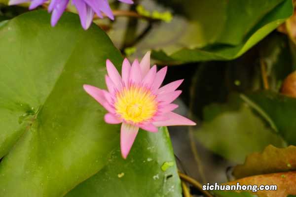 睡莲插花瓶里怎么养,为什么晚上会合拢