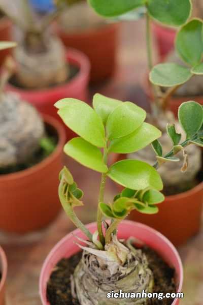 金钱树的功效及作用