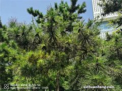 松果代表什么意义