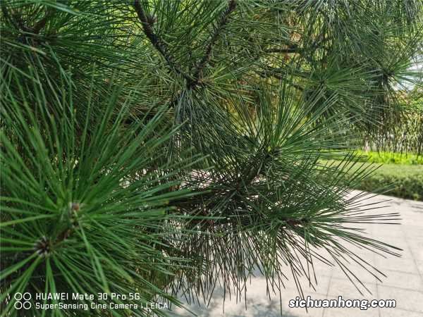 松果代表什么意义