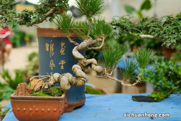 松果代表什么意义