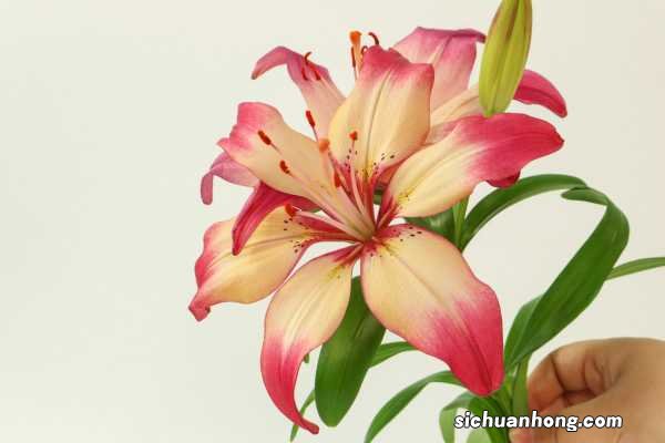 水插百合不开花怎么办