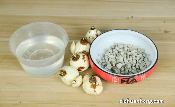 水仙花怎么养好