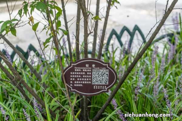 郁李的药用价值