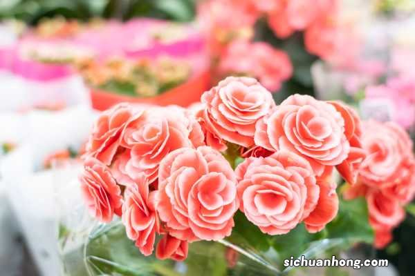 丽格海棠的价值