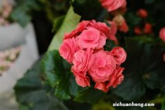 丽格海棠有毒吗