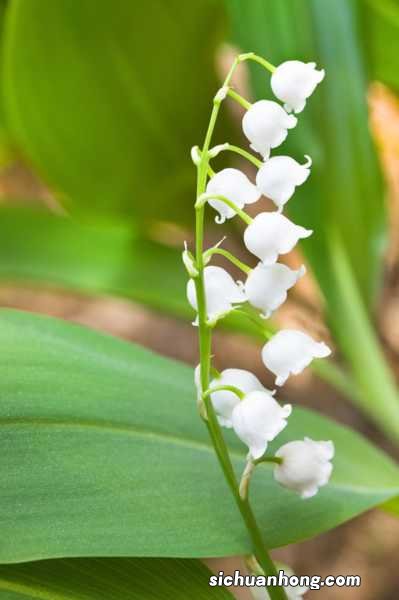 铃兰花语是什么