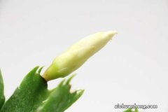 蟹爪兰的冬季养殖方法和注意事项