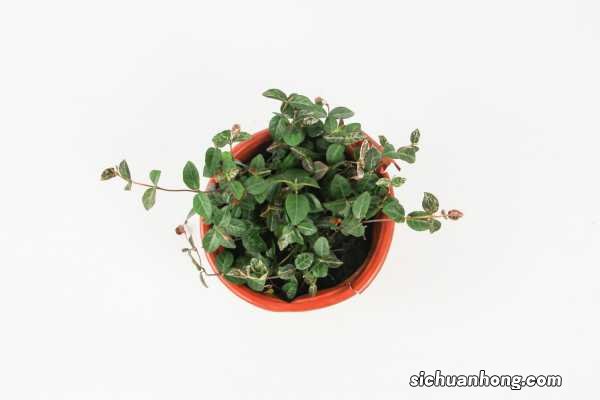 花叶络石有毒吗