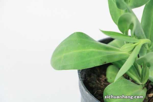 洋桔梗怎么修剪插花