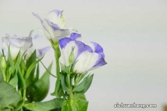 洋桔梗怎么修剪插花