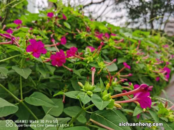 紫茉莉的文化传说