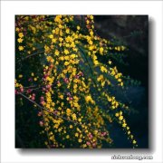 迎春花盆景制作步骤及养护方法