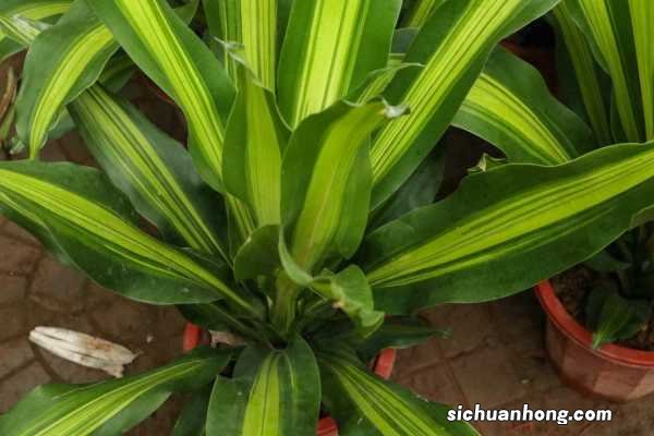 巴西铁的养殖方法