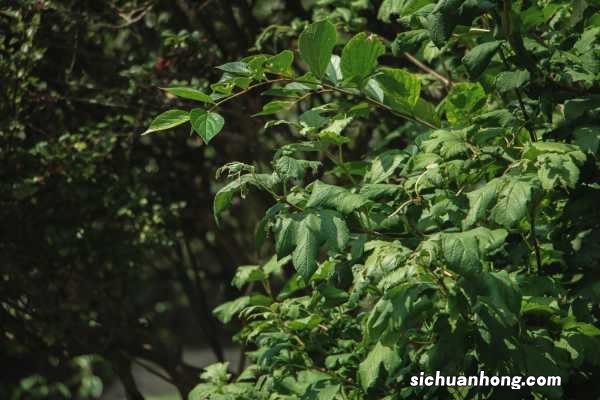 琼花的花语是什么,适合送给什么人