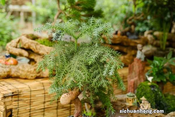 澳洲杉的养殖方法