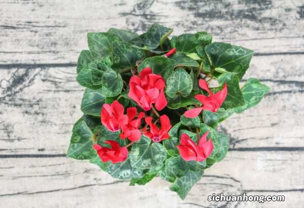 仙客来扦插方法