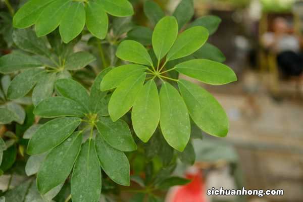 鸭掌木的养殖方法和注意事项