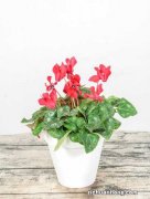 仙客来可以用水扦插吗