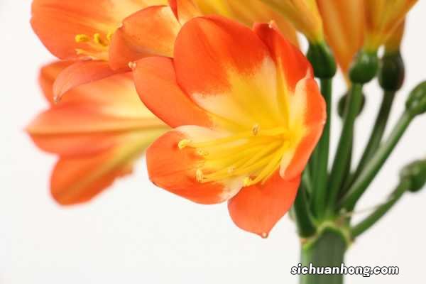 君子兰授粉方法