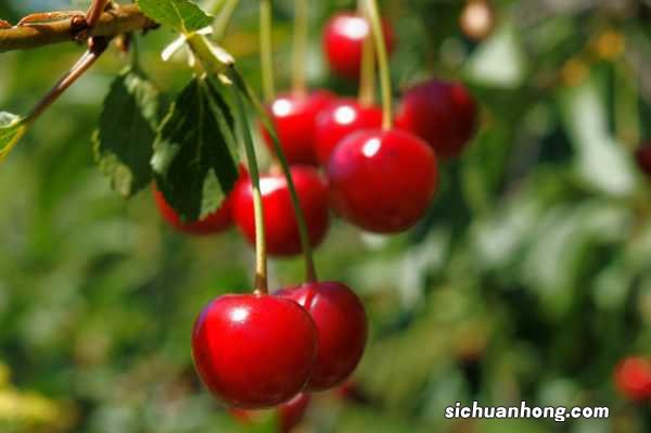 冬季移栽樱桃树的方法