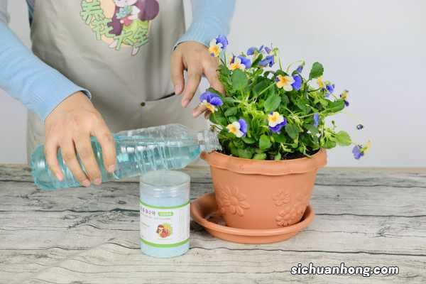 角堇花几月份种植,花期是多少?