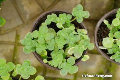 几年可以开花 碰碰香什么时候开花