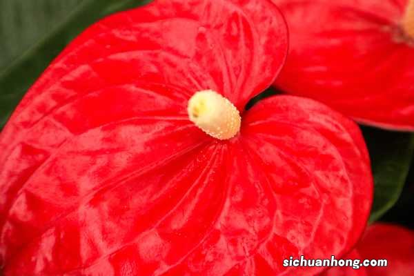 红掌的养护方法