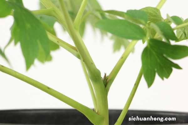 牡丹花什么时候种植,怎么养护