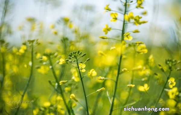 中国著名油菜花赏花地点