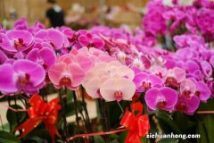 蝴蝶兰种子催芽方法