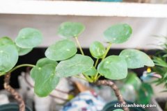 镜面草养几年能开花，开花是什么样