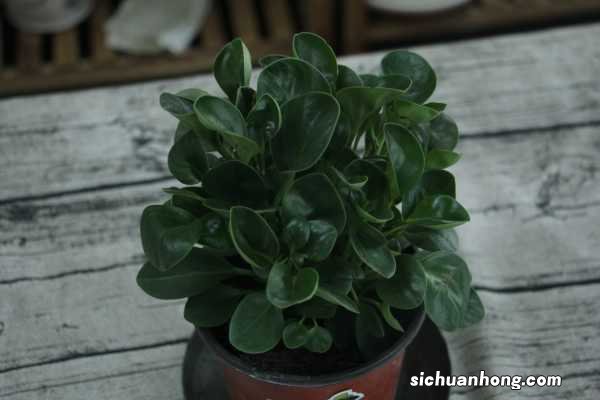 碧玉植物怎么施肥