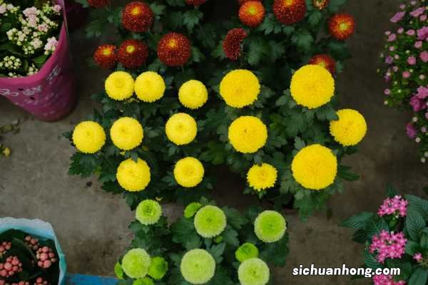 乒乓菊是送给死人的吗,送人有什么忌讳