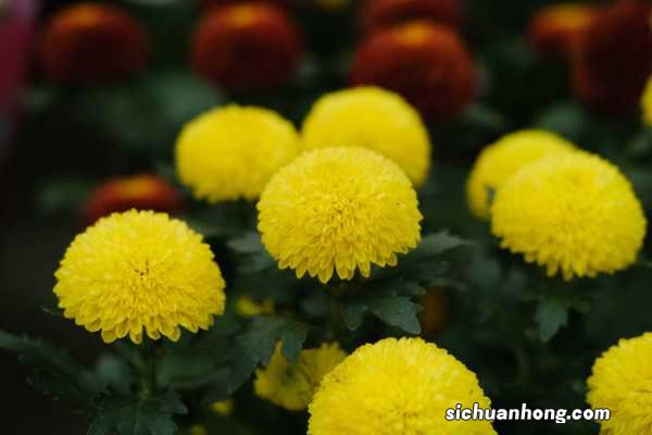 乒乓菊一年开几次,花期是几月