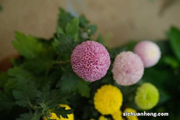 乒乓菊的盆栽养殖方法