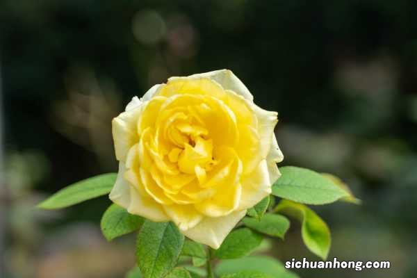 地栽月季春天施什么肥