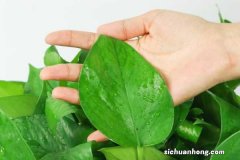 绿萝可以不见光吗，长期不见太阳行吗