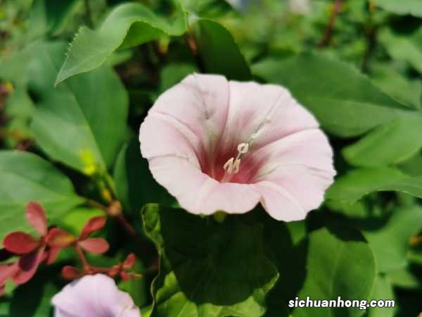 春天喇叭花种植最佳时间