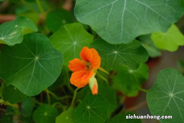 旱金莲春天可以种植吗