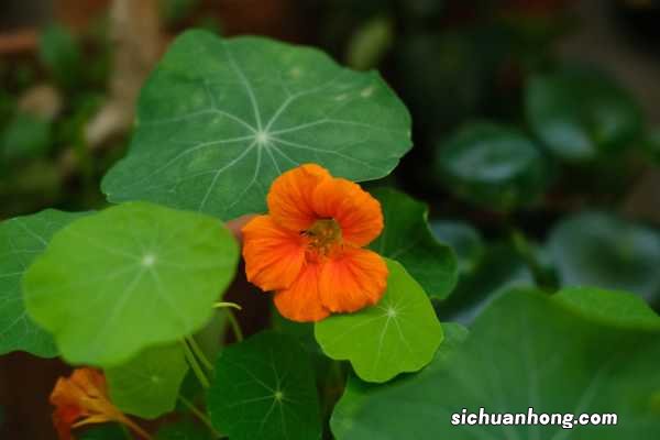 旱金莲春天可以种植吗