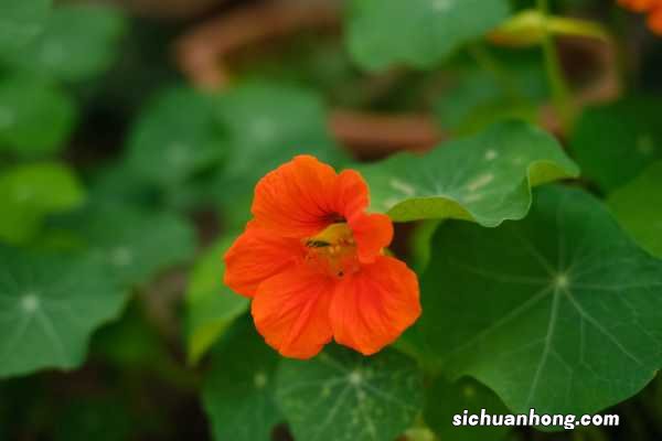 旱金莲春天可以种植吗