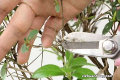 春天怎么修剪杜鹃花