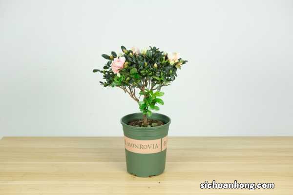 春天怎么修剪杜鹃花